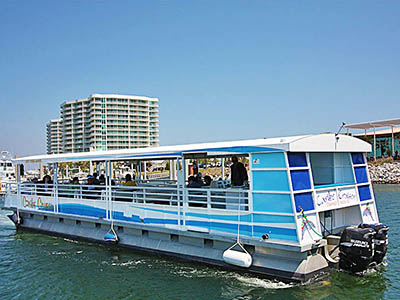 Dolphin Cruise on the Caribe Cruiser
