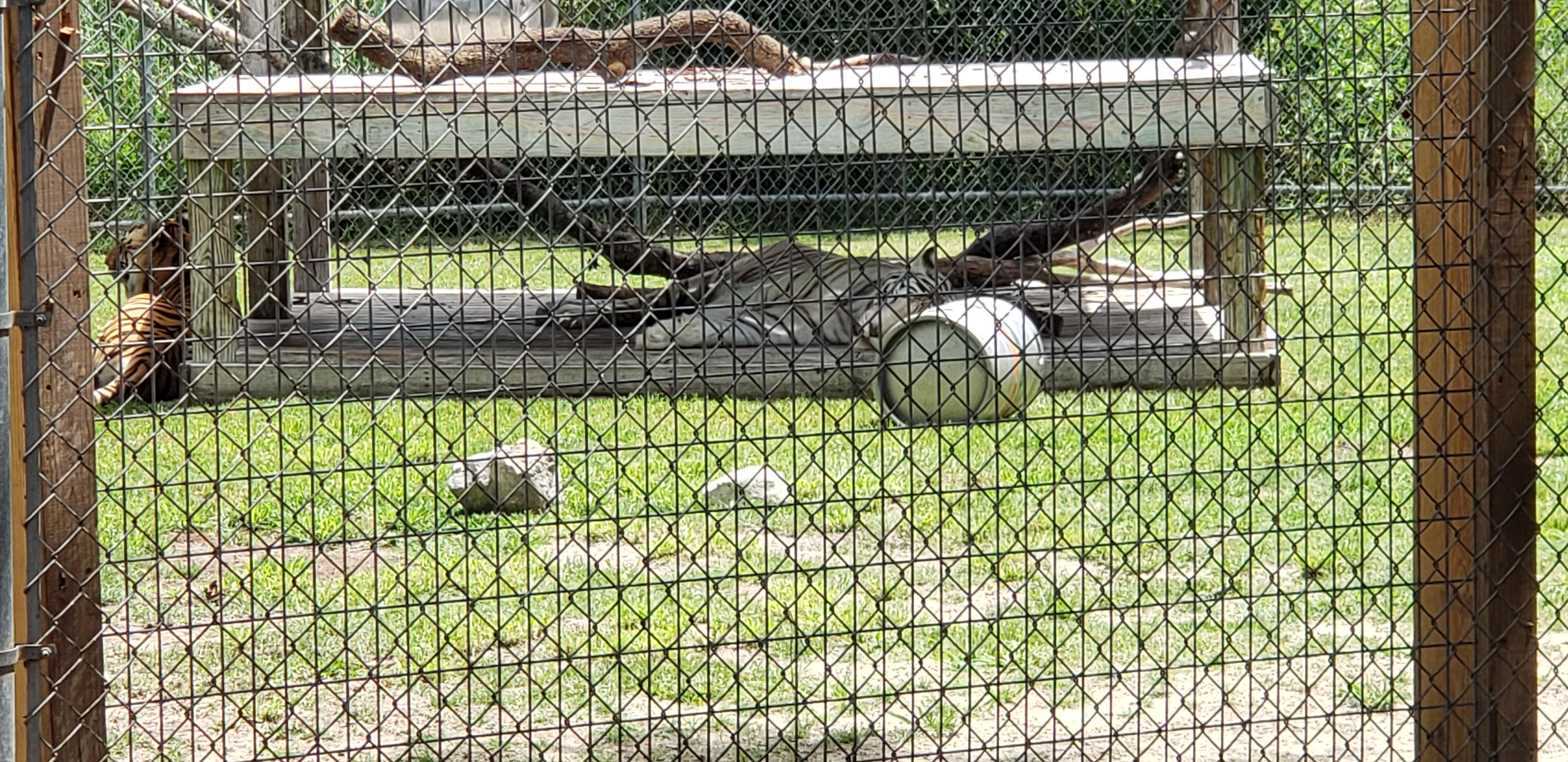Gulf Shores Zoo Tiger