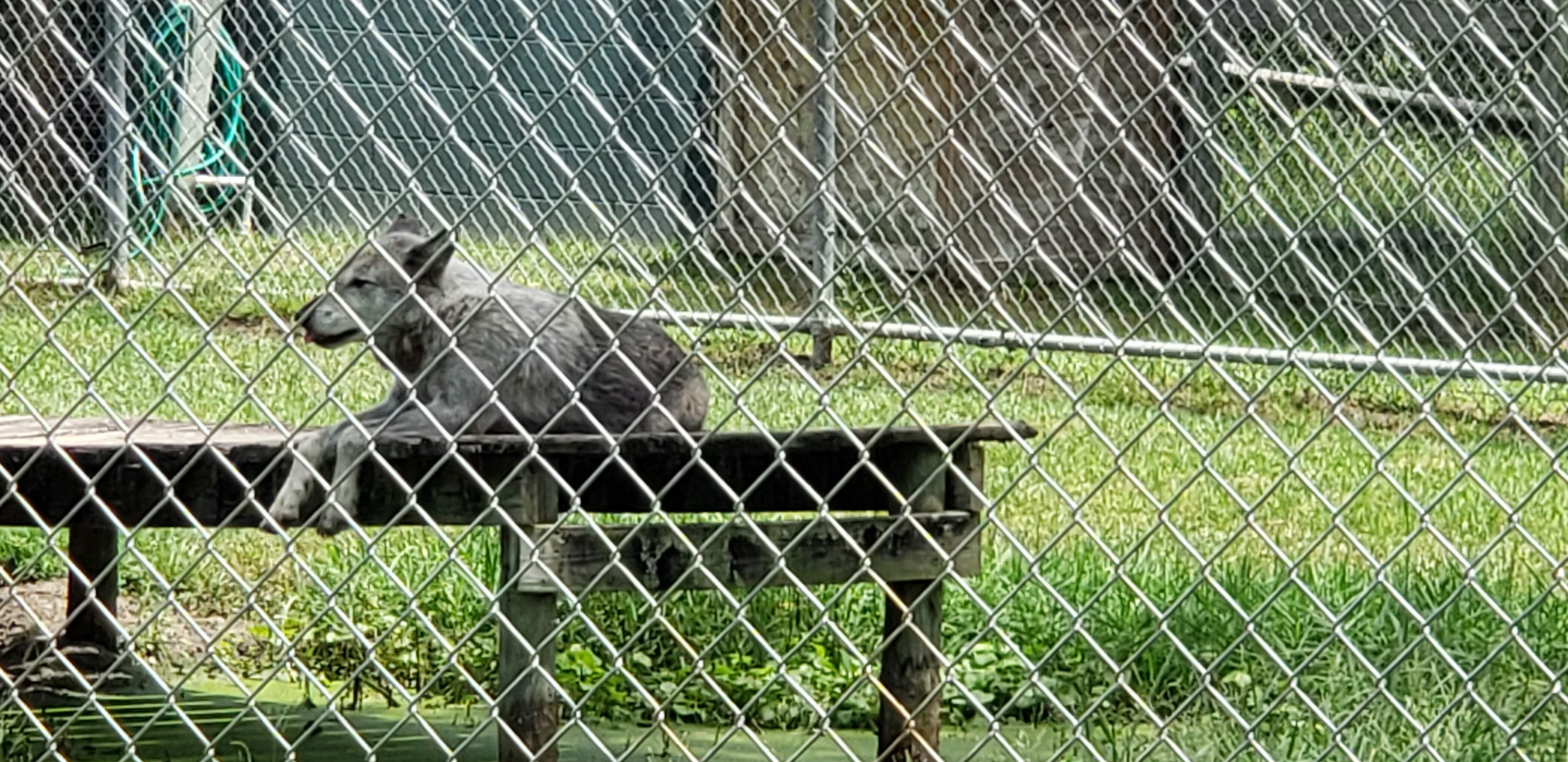 Gulf Shores Zoo Wolf