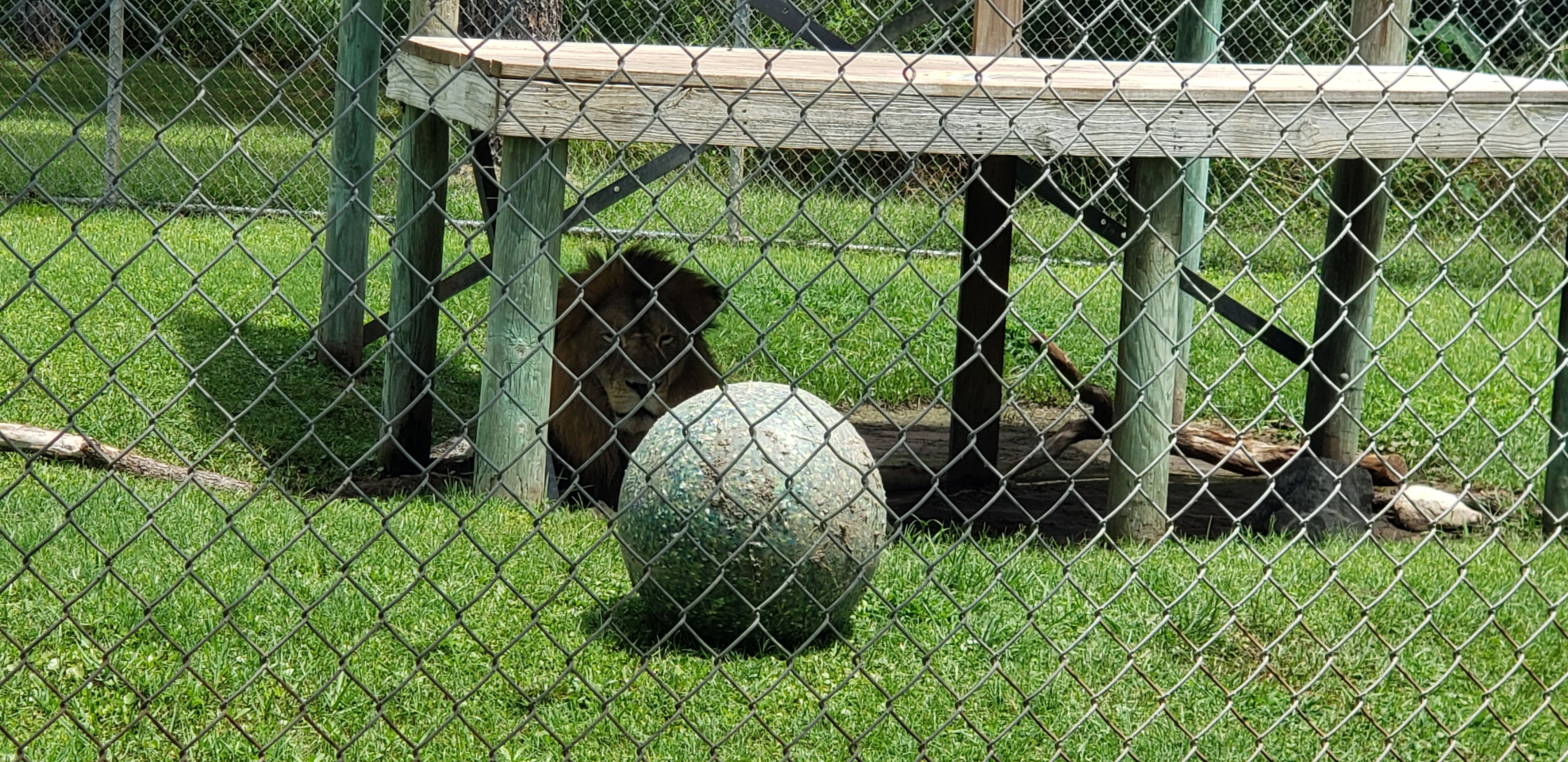 Gulf Shores Zoo Lion