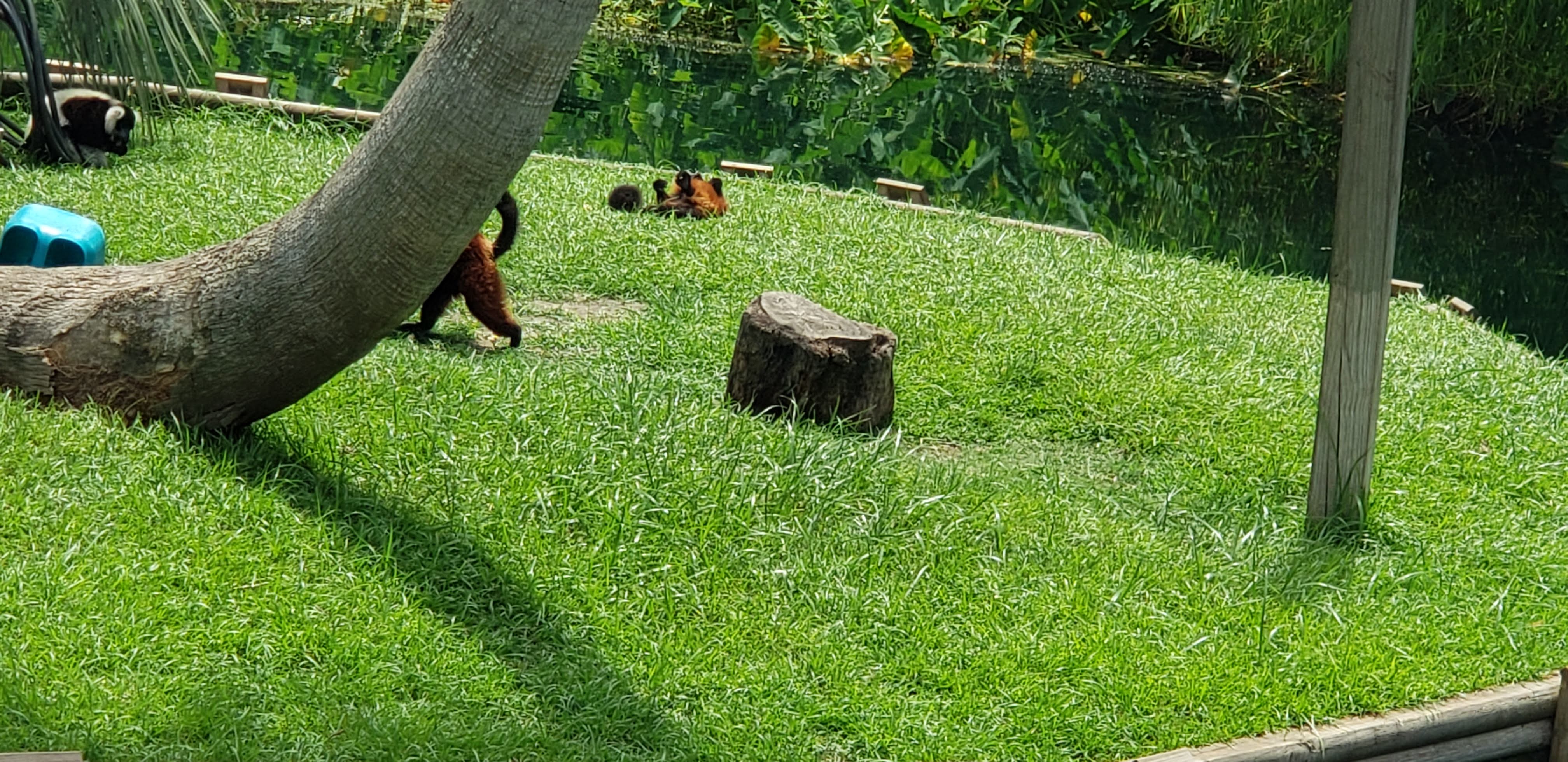 Gulf Shores Zoo Lemur