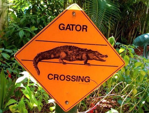 gator