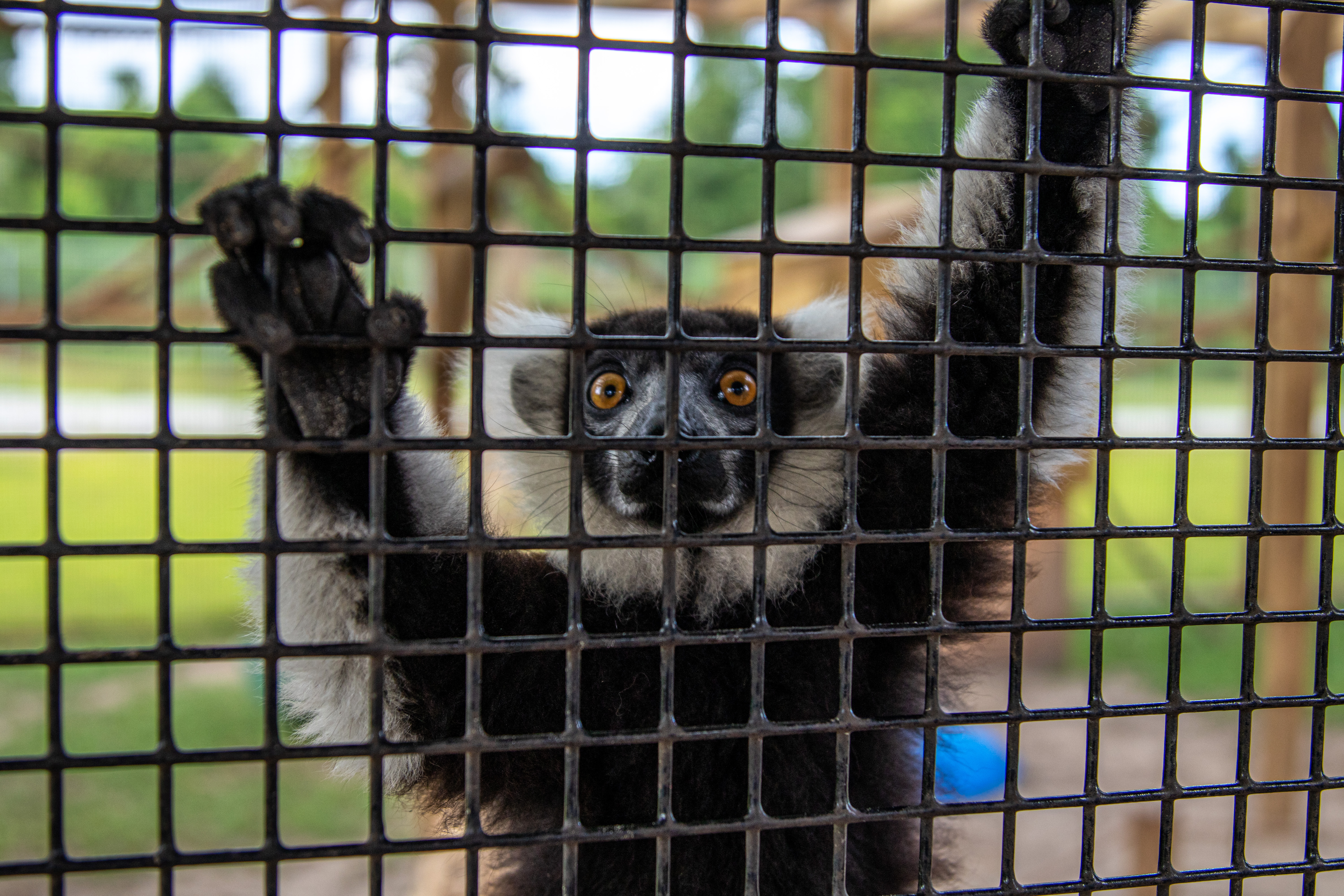 Mirabell the Lemur